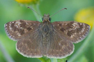 Erynnis tages