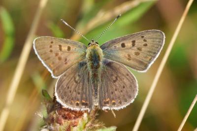 Lycaena tityrus