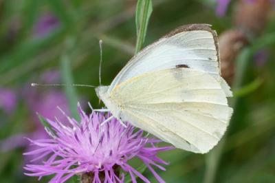 Pieris brassicae