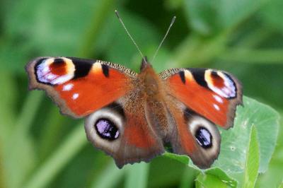 Aglais io