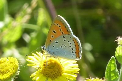 Lycaena dispar