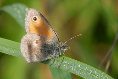 Coenonympha pamphilus