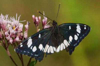 Limenitis reducta