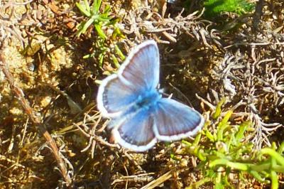 Plebejus argus