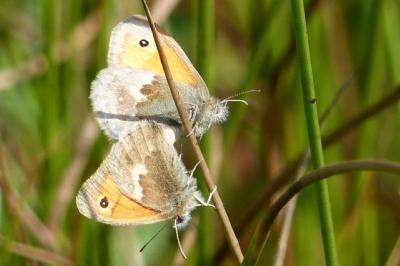 Coenonympha pamphilus