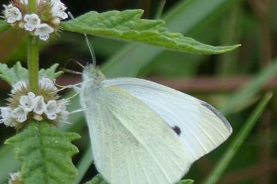 Pieris rapae