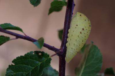 Iphiclides podalirius