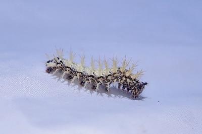 Polygonia c-album
