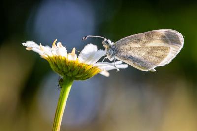 Leptidea sinapis