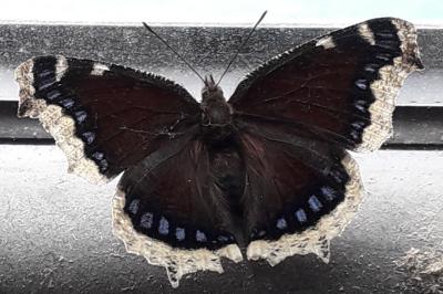 Nymphalis antiopa