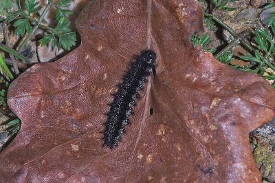 Euphydryas aurinia
