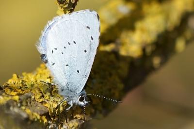 Celastrina argiolus