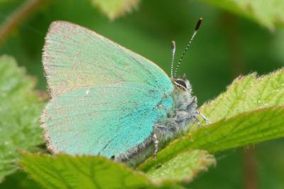Callophrys rubi