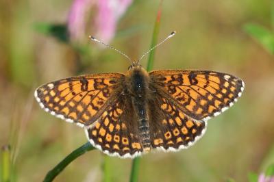 Melitaea cinxia