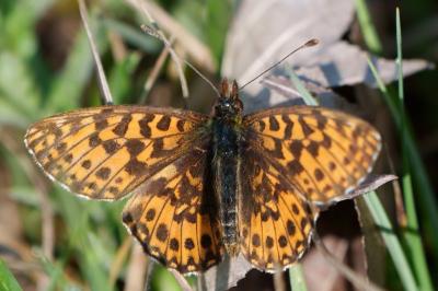 Boloria dia