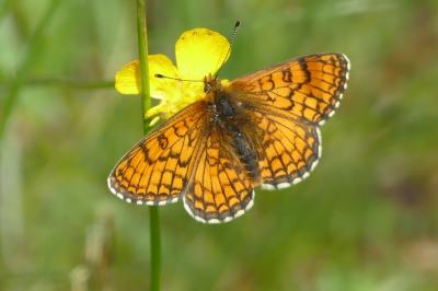 Melitaea parthenoides