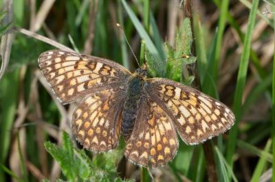 Melitaea phoebe