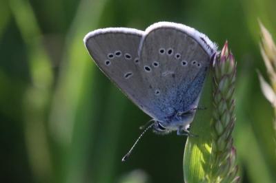 Cyaniris semiargus