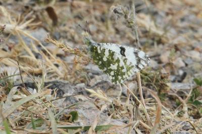 Euchloe crameri