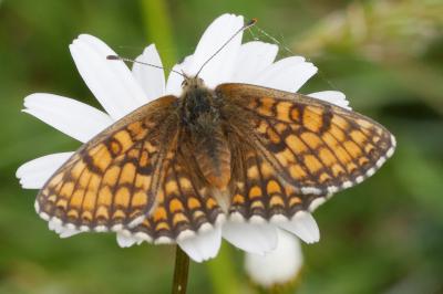 Melitaea parthenoides