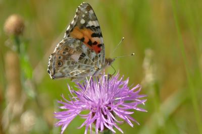 Vanessa cardui