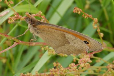 Maniola jurtina