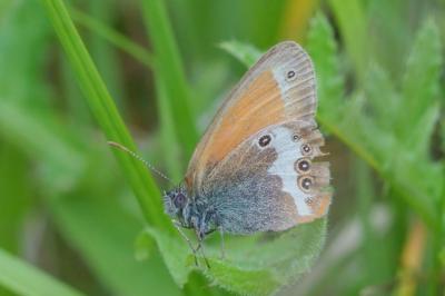 Coenonympha arcania