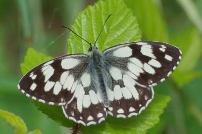 Melanargia galathea