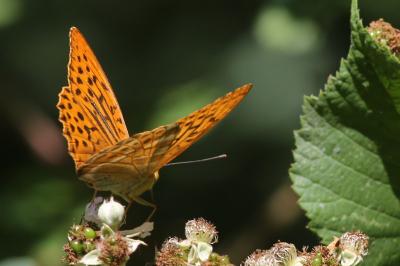 Argynnis paphia