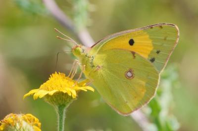 Colias crocea