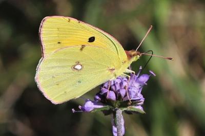 Colias crocea