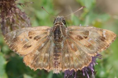 Carcharodus alceae