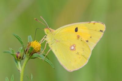 Colias crocea