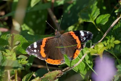 Vanessa atalanta