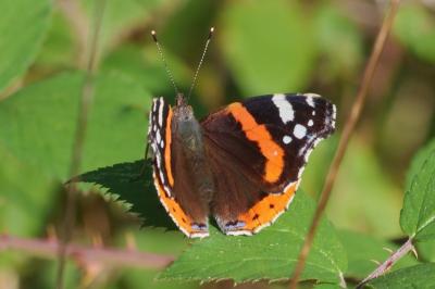 Vanessa atalanta