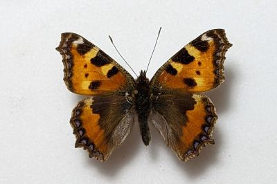 Aglais urticae