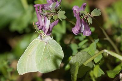 Gonepteryx rhamni