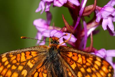Euphydryas aurinia