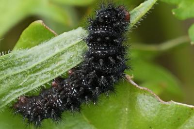 Melitaea cinxia