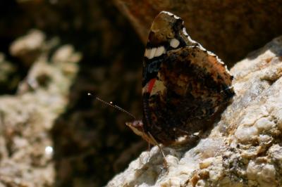 Vanessa atalanta