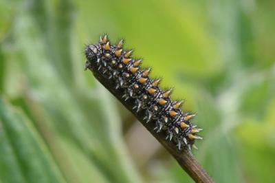 Melitaea parthenoides