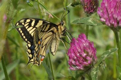 Papilio machaon