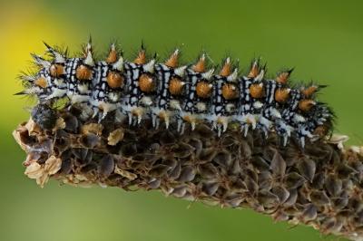 Melitaea didyma