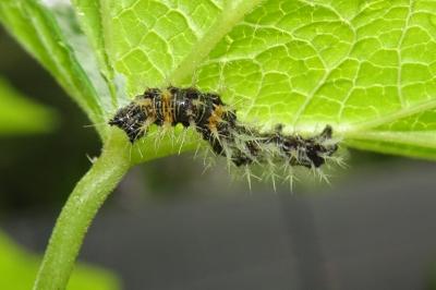 Polygonia c-album