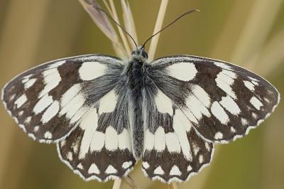 Melanargia galathea