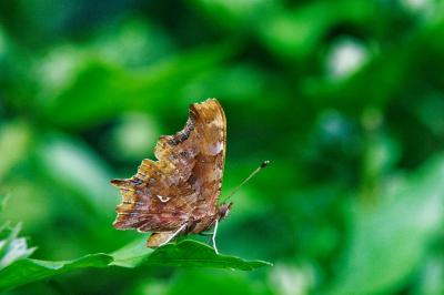 Polygonia c-album
