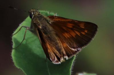 Ochlodes sylvanus