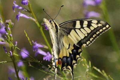 Papilio machaon
