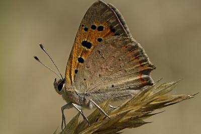 Lycaena phlaeas