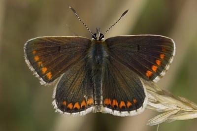 Aricia agestis